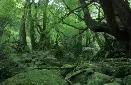 Yakushima - Nature